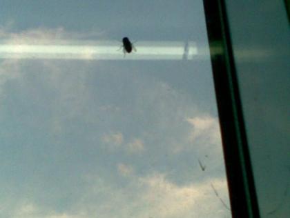 玻璃窗上的苍蝇，永远有光明没前途（互联网图片）